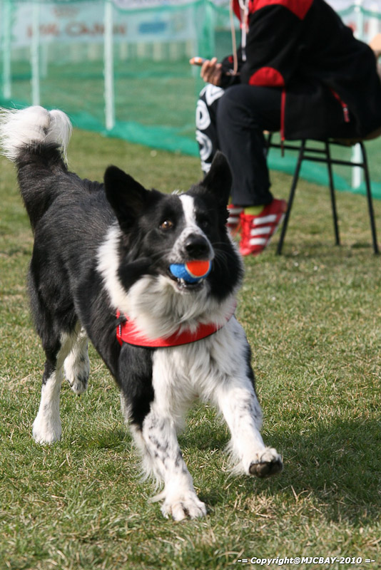 Flyball-NARCASTET-13-03-2010-00121