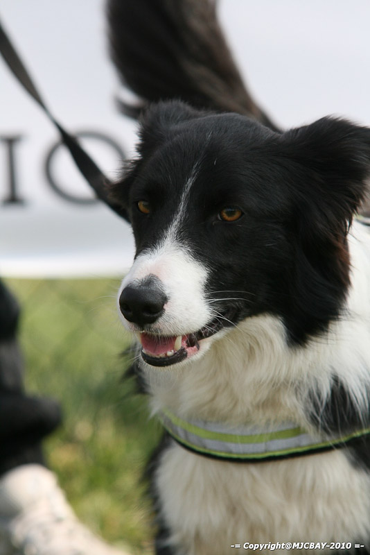 Flyball-NARCASTET-13-03-2010-00122