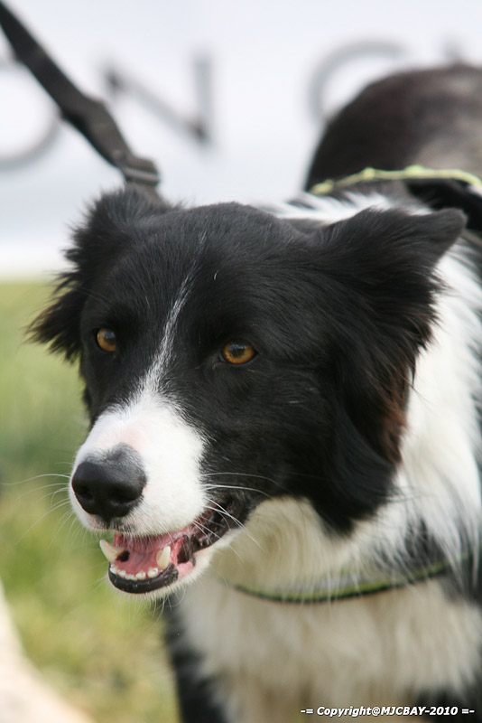 Flyball-NARCASTET-13-03-2010-00123