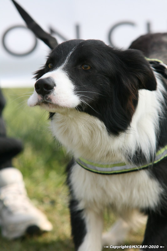 Flyball-NARCASTET-13-03-2010-00124