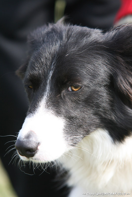 Flyball-NARCASTET-13-03-2010-00125