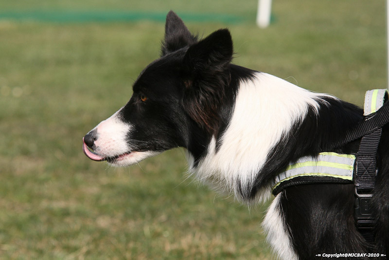 Flyball-NARCASTET-13-03-2010-00126