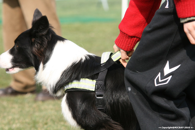 Flyball-NARCASTET-13-03-2010-00127