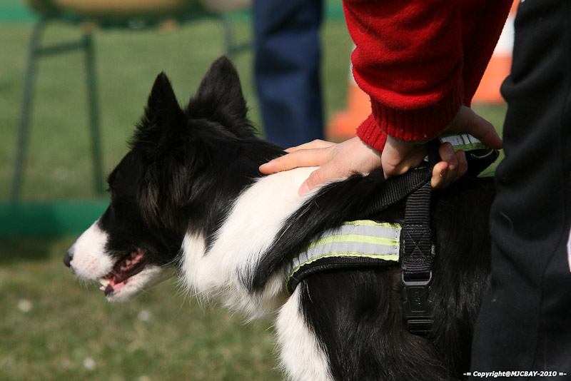 Flyball-NARCASTET-13-03-2010-00129