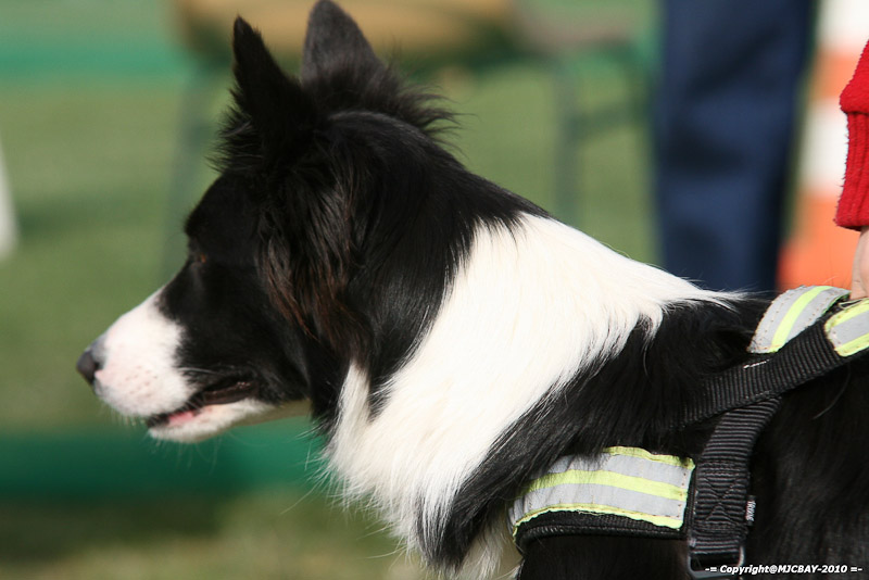 Flyball-NARCASTET-13-03-2010-00130