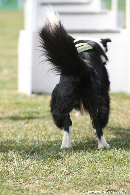 Flyball-NARCASTET-13-03-2010-00132