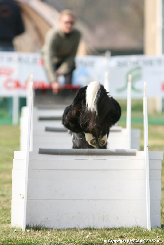Flyball-NARCASTET-13-03-2010-00133