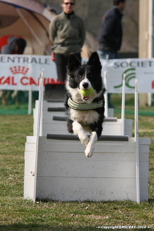 Flyball-NARCASTET-13-03-2010-00135