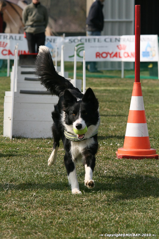 Flyball-NARCASTET-13-03-2010-00136