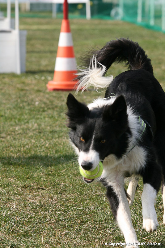 Flyball-NARCASTET-13-03-2010-00137