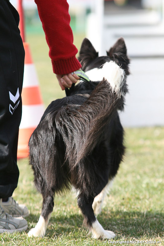 Flyball-NARCASTET-13-03-2010-00138