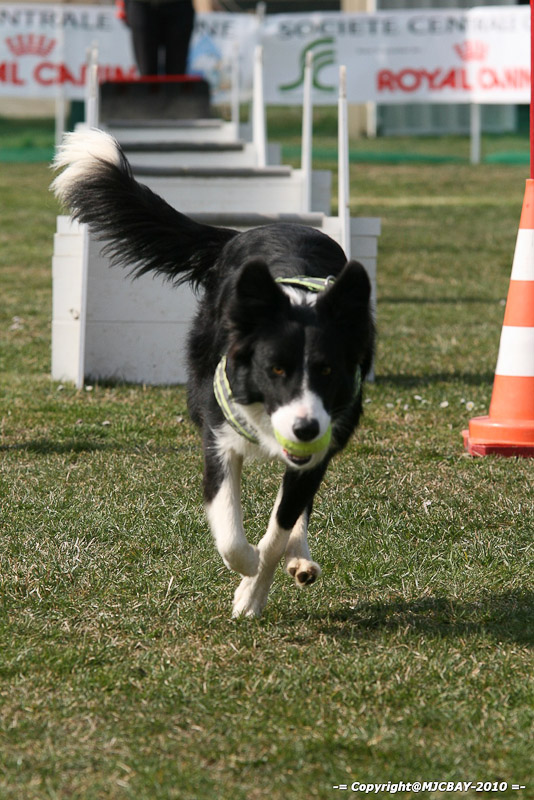 Flyball-NARCASTET-13-03-2010-00142