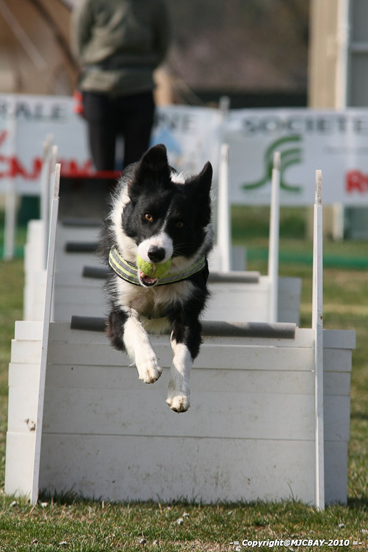 Flyball-NARCASTET-13-03-2010-00145