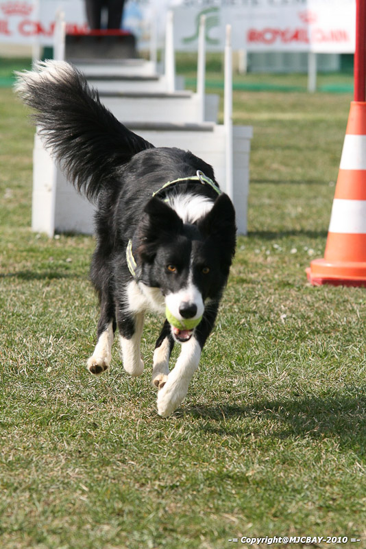 Flyball-NARCASTET-13-03-2010-00146