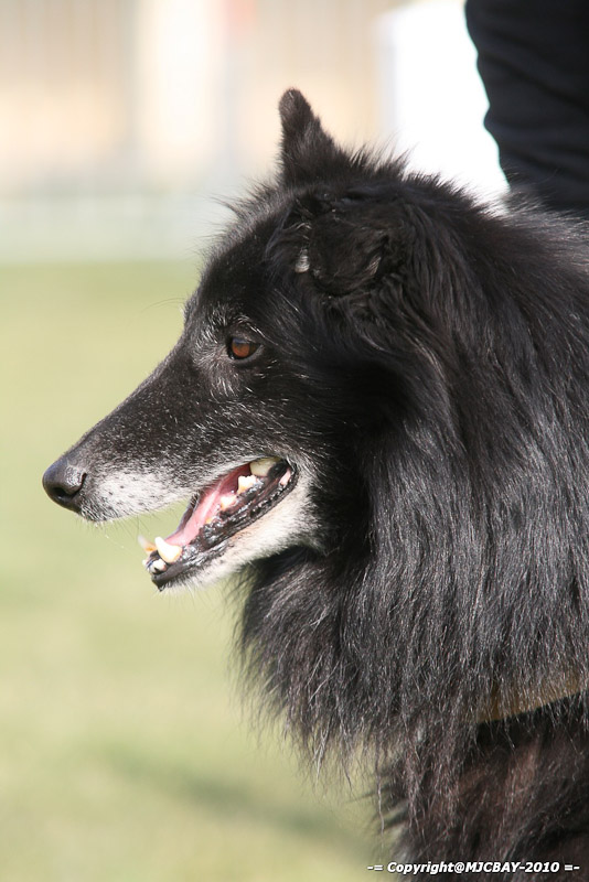 Flyball-NARCASTET-13-03-2010-00152