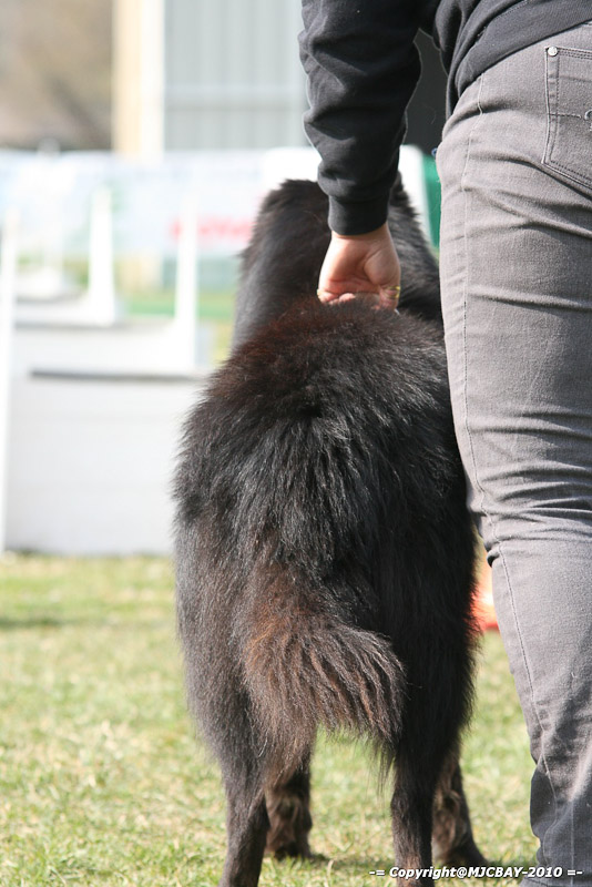 Flyball-NARCASTET-13-03-2010-00153