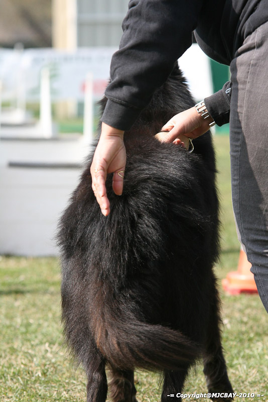 Flyball-NARCASTET-13-03-2010-00154