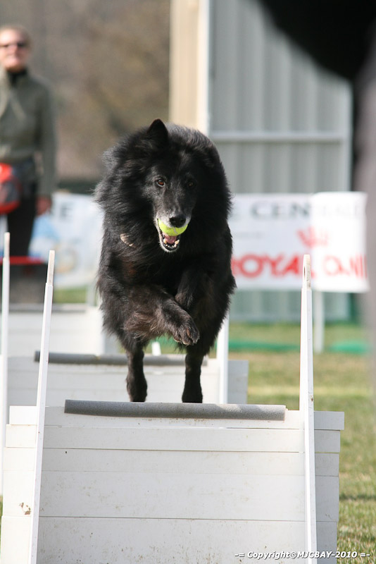Flyball-NARCASTET-13-03-2010-00155