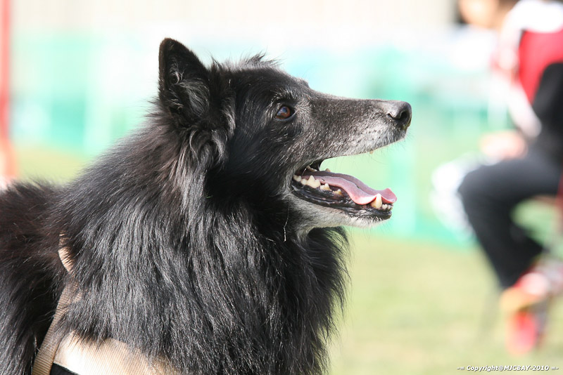 Flyball-NARCASTET-13-03-2010-00157