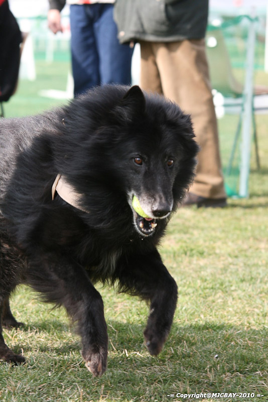 Flyball-NARCASTET-13-03-2010-00158