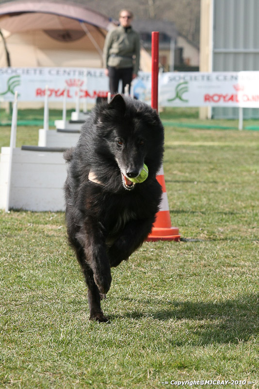 Flyball-NARCASTET-13-03-2010-00161