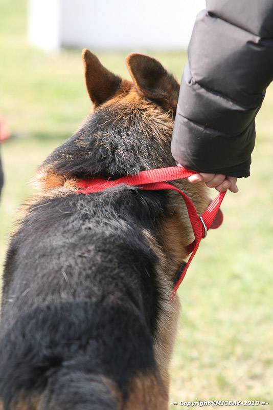 Flyball-NARCASTET-13-03-2010-00162