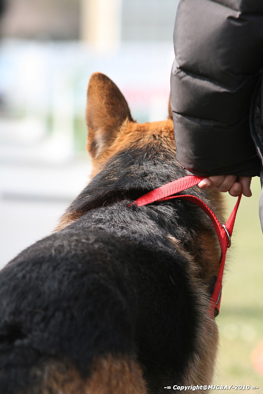 Flyball-NARCASTET-13-03-2010-00163