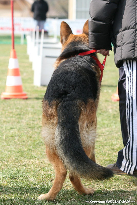 Flyball-NARCASTET-13-03-2010-00164
