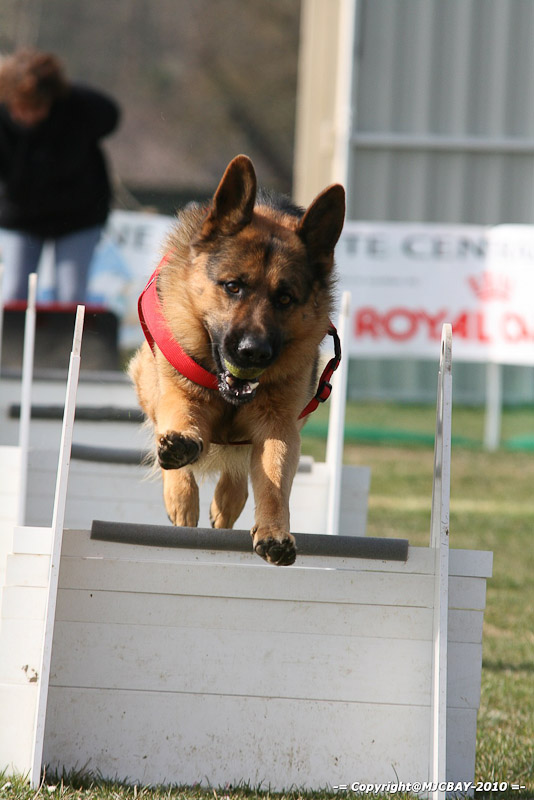 Flyball-NARCASTET-13-03-2010-00165