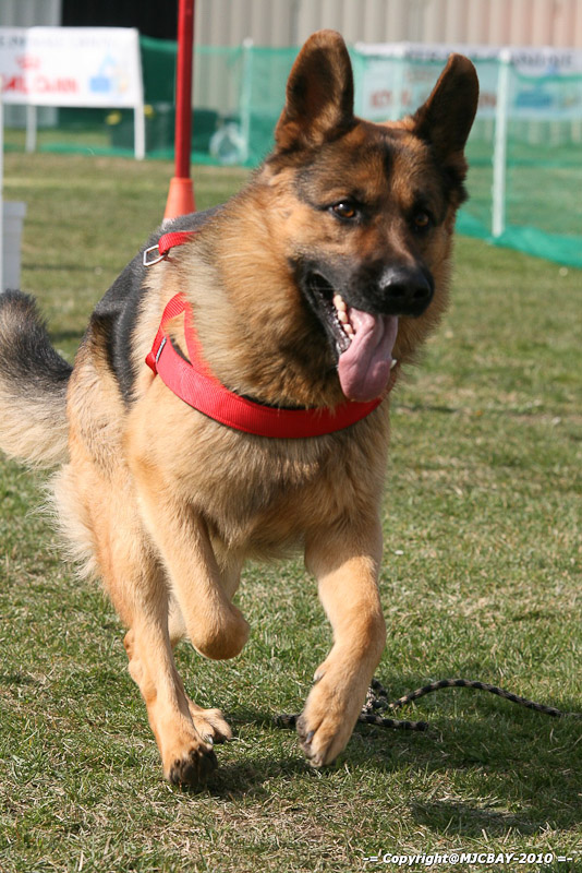Flyball-NARCASTET-13-03-2010-00166