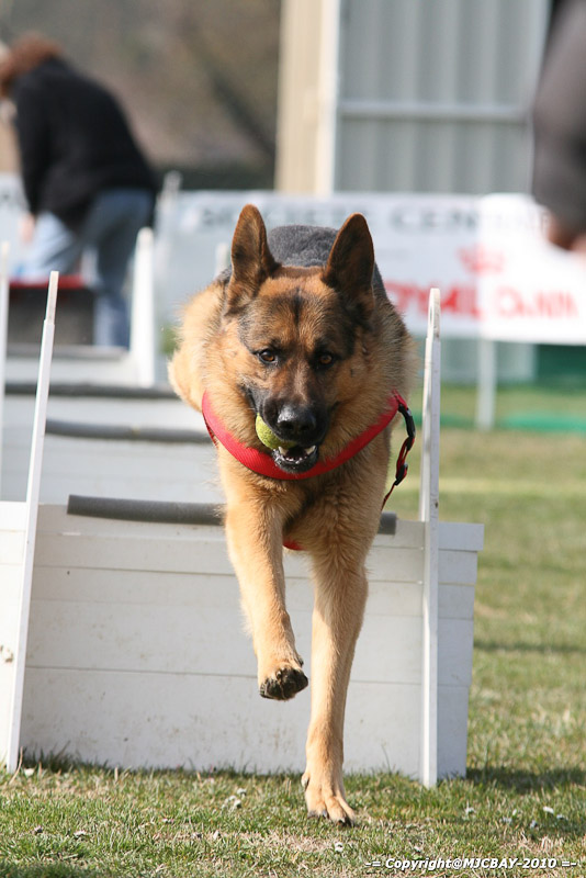 Flyball-NARCASTET-13-03-2010-00167
