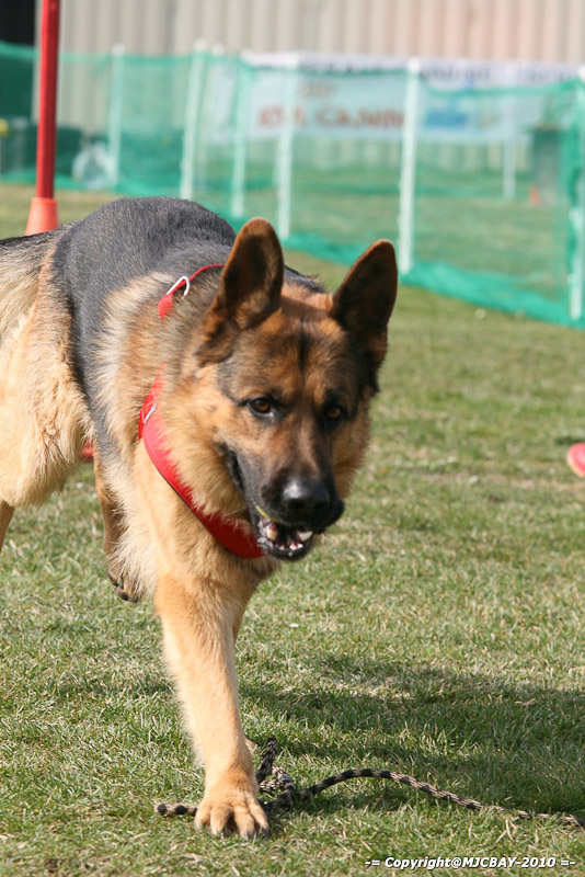 Flyball-NARCASTET-13-03-2010-00168