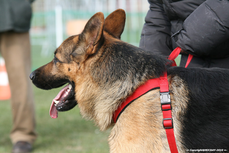 Flyball-NARCASTET-13-03-2010-00169