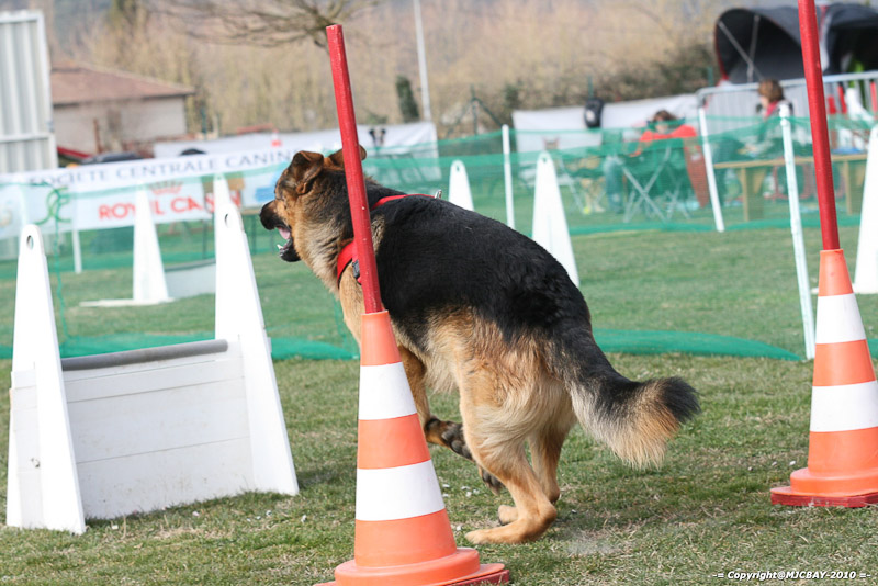 Flyball-NARCASTET-13-03-2010-00170