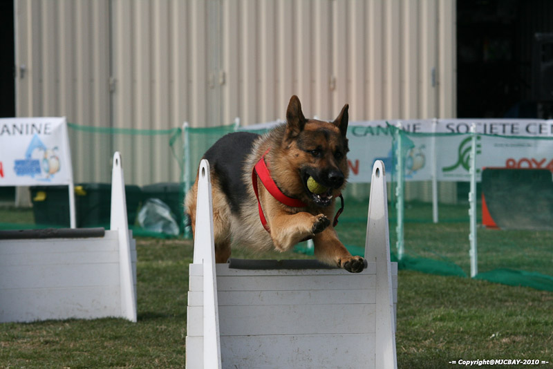Flyball-NARCASTET-13-03-2010-00172
