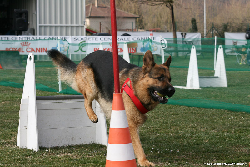Flyball-NARCASTET-13-03-2010-00173