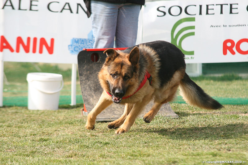 Flyball-NARCASTET-13-03-2010-00175