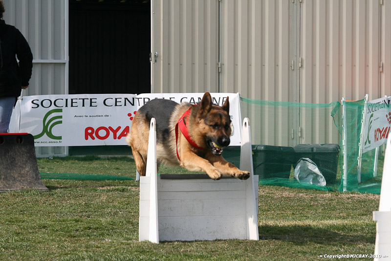 Flyball-NARCASTET-13-03-2010-00176