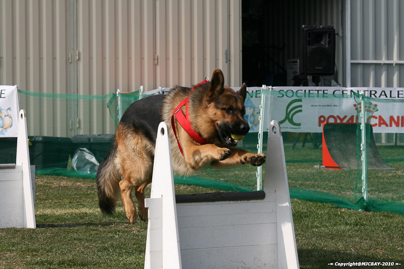 Flyball-NARCASTET-13-03-2010-00177
