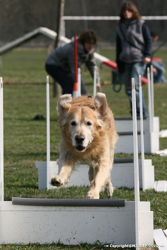 Flyball-NARCASTET-13-03-2010-00182