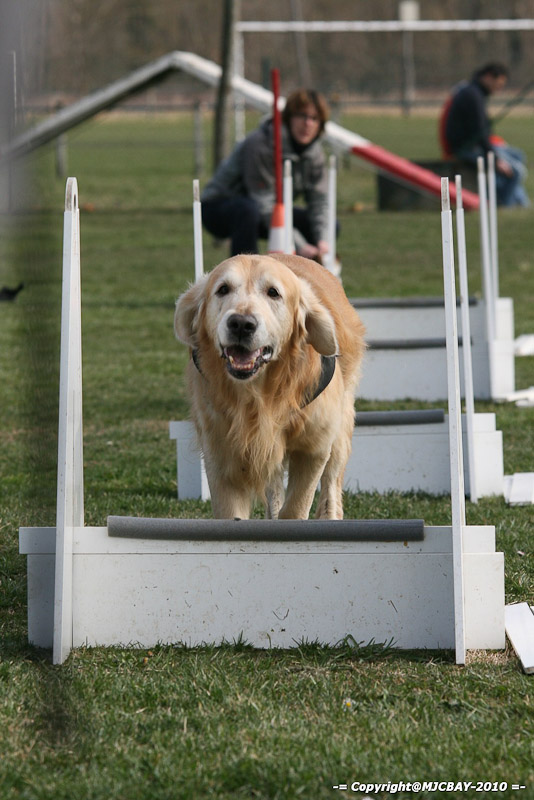 Flyball-NARCASTET-13-03-2010-00184