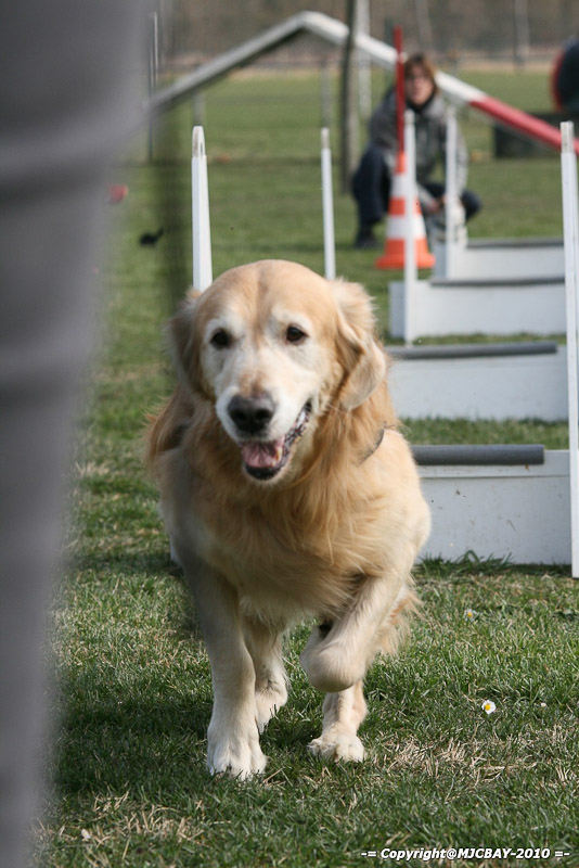 Flyball-NARCASTET-13-03-2010-00185