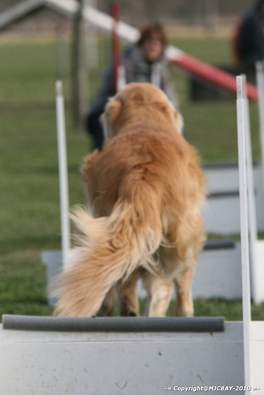 Flyball-NARCASTET-13-03-2010-00186