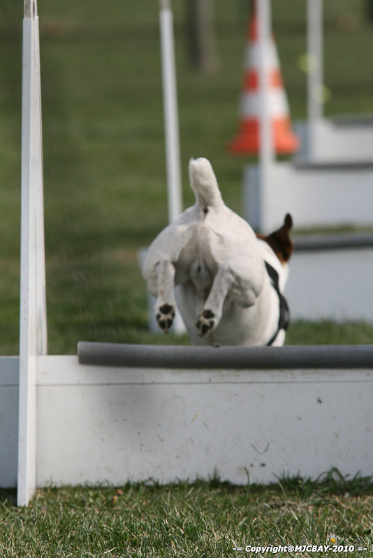 Flyball-NARCASTET-13-03-2010-00187