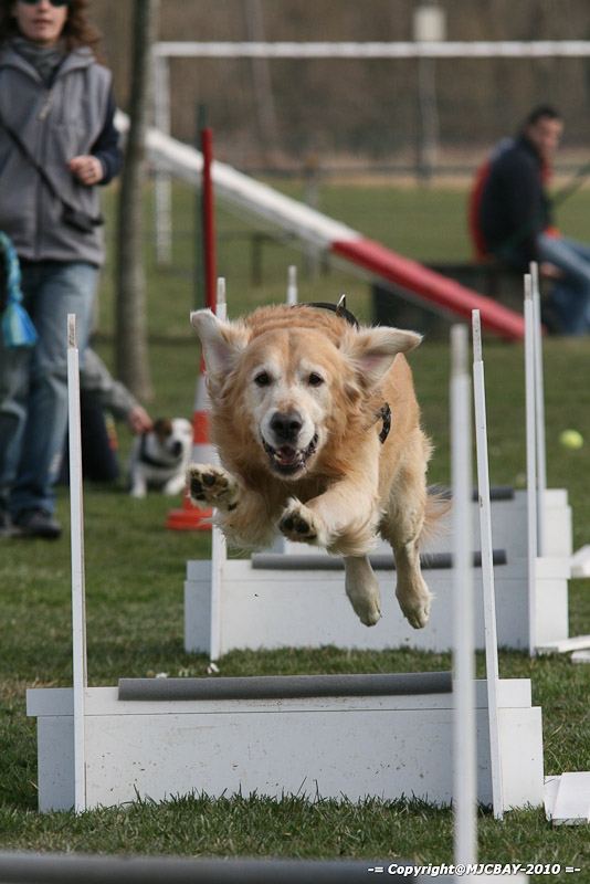 Flyball-NARCASTET-13-03-2010-00188