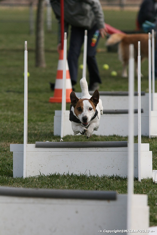 Flyball-NARCASTET-13-03-2010-00189