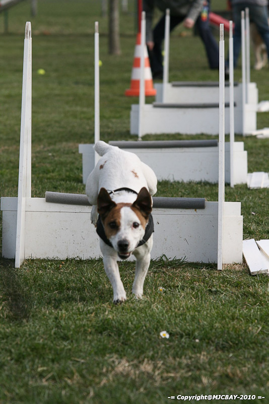 Flyball-NARCASTET-13-03-2010-00190