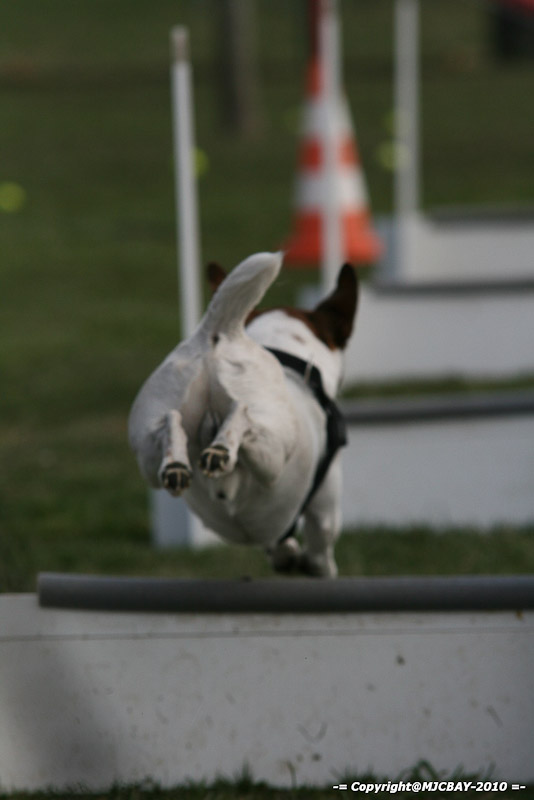 Flyball-NARCASTET-13-03-2010-00191