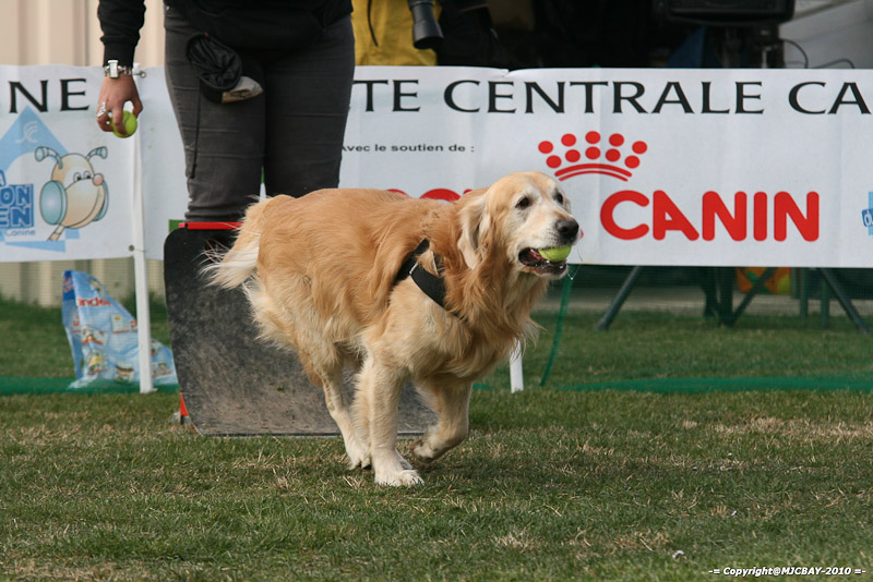 Flyball-NARCASTET-13-03-2010-00195