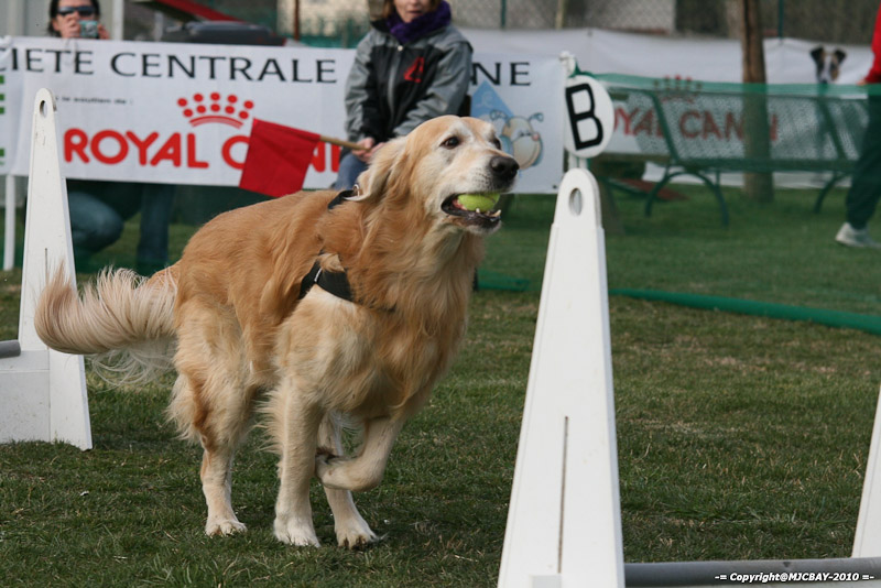 Flyball-NARCASTET-13-03-2010-00197